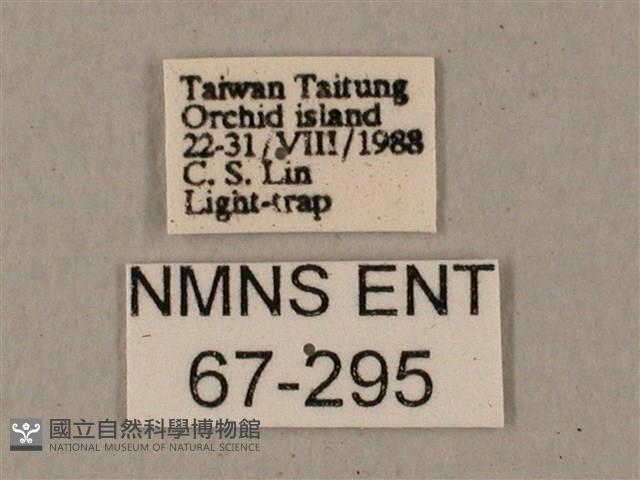 姬缺角天蛾藏品圖，第3張