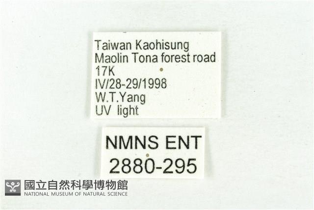 樹形尺蛾藏品圖，第3張