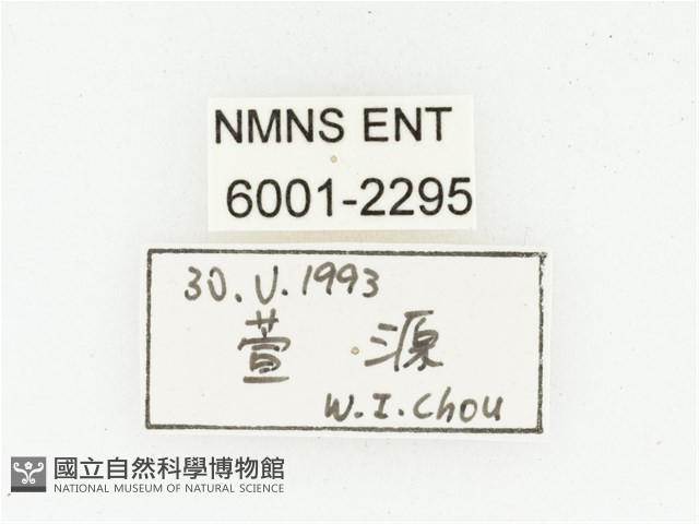 血紅虎斑花金龜藏品圖，第2張