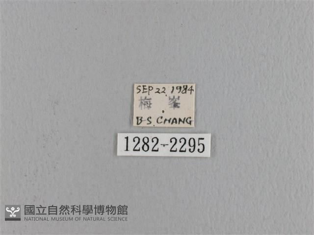 波紋枯葉蛾藏品圖，第3張