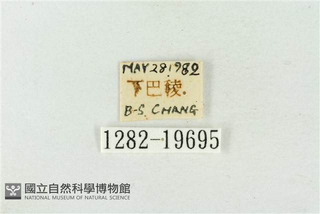 粉太波紋蛾藏品圖，第3張