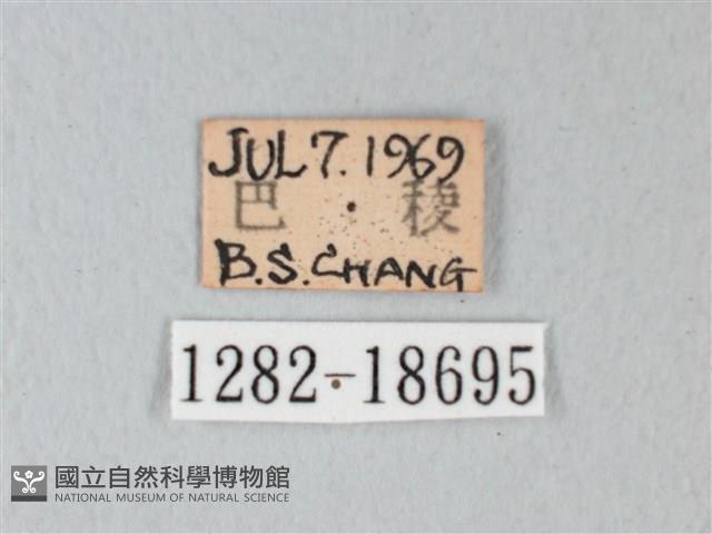 淡青雅波灰蝶藏品圖，第3張