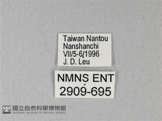 異粉蝶、雌白黃蝶藏品圖，第3張