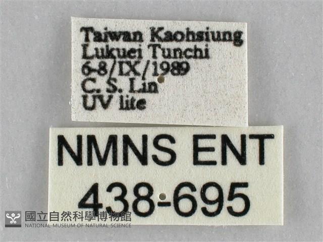 橙擬燈蛾藏品圖，第3張