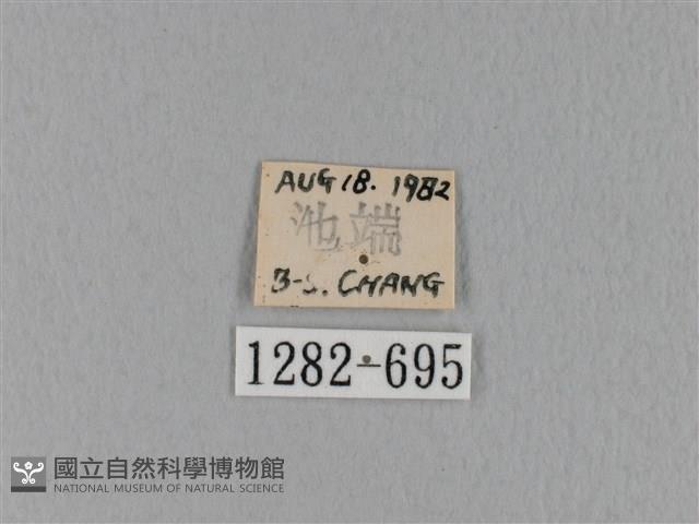 緣斑枯葉蛾藏品圖，第3張