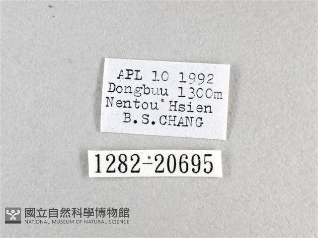 香蕉弄蝶藏品圖，第3張
