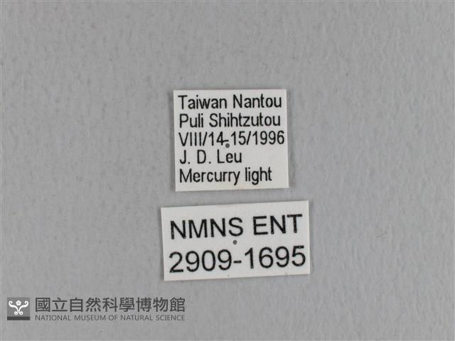 青枯葉蛾藏品圖，第3張