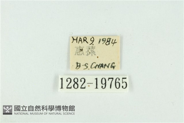 藹環波紋蛾藏品圖，第3張