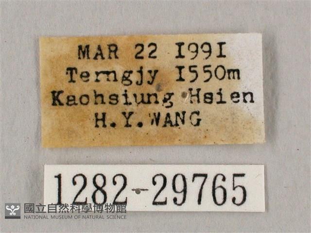 直翅六點天蛾藏品圖，第3張