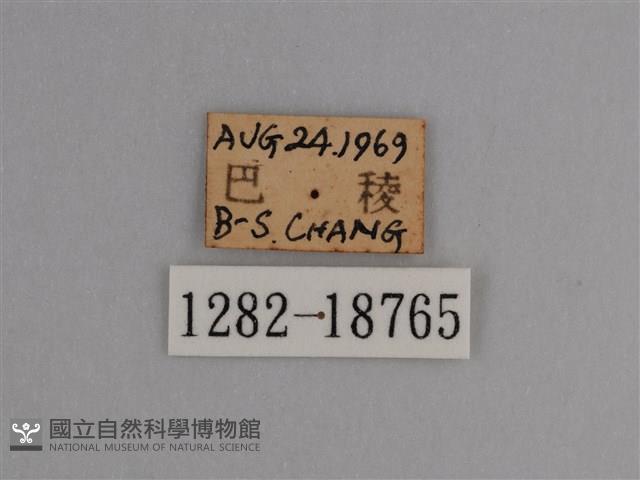 豔粉蝶藏品圖，第3張