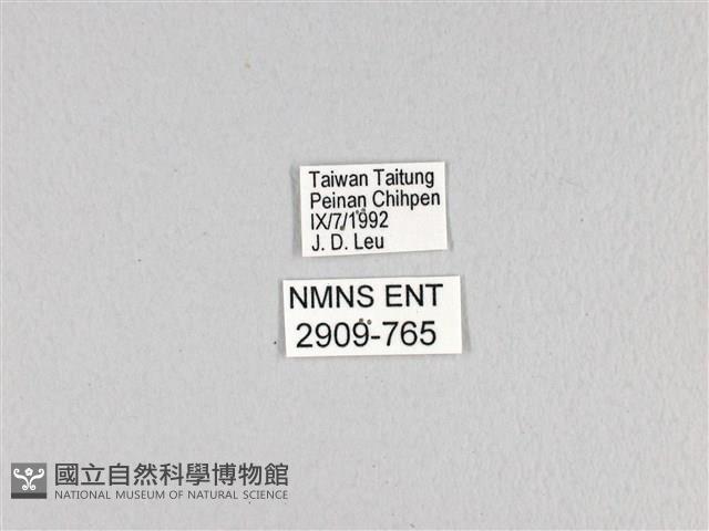 多姿麝鳳蝶藏品圖，第3張