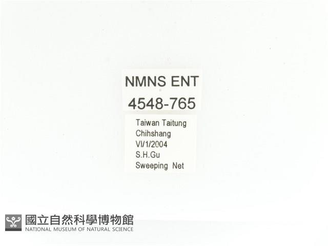 金艷騷金龜藏品圖，第2張