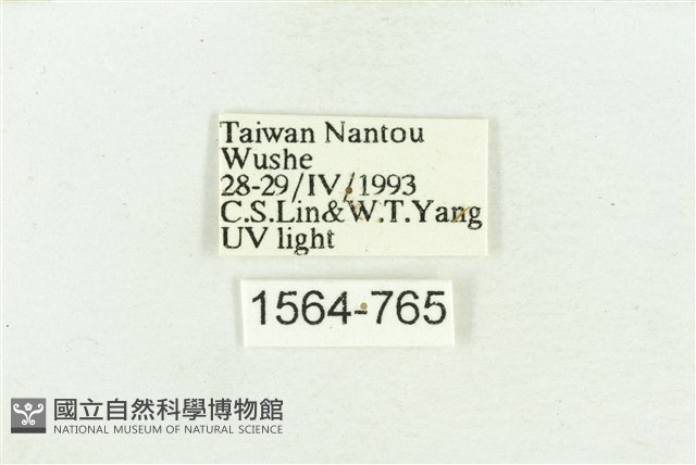 臺灣斑蕊夜蛾藏品圖，第3張