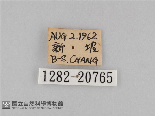 褐翅蔭眼蝶藏品圖，第3張