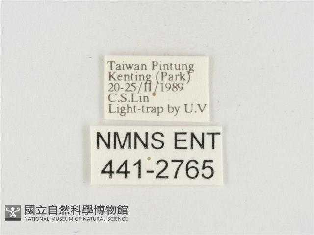 小白紋毒蛾藏品圖，第3張