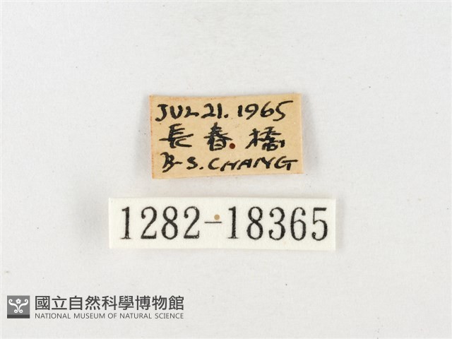 島嶼黃蝶、江崎黃蝶藏品圖，第3張