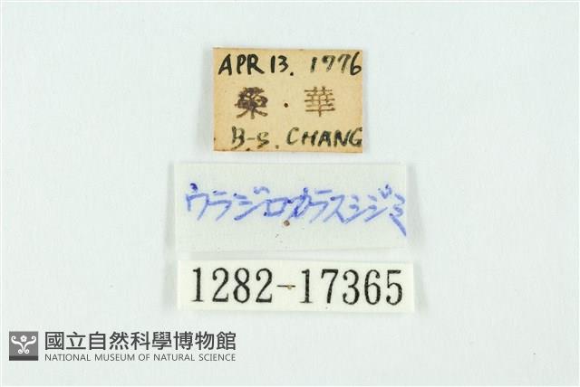 南方洒灰蝶藏品圖，第3張