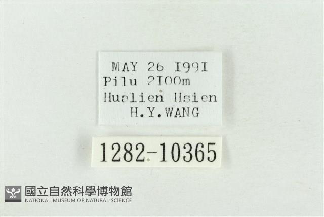 圍異波紋蛾藏品圖，第3張