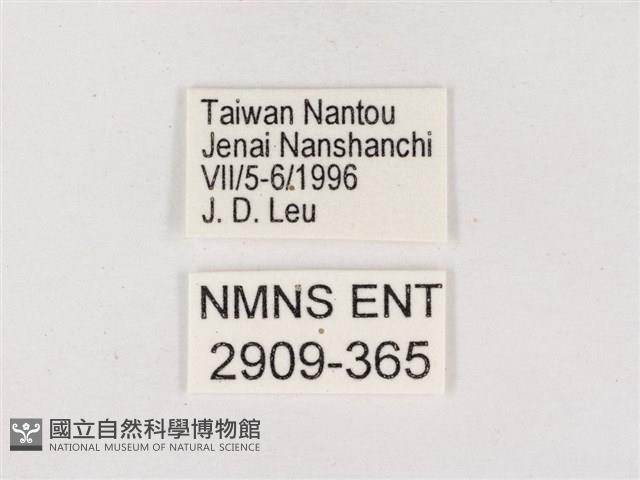 嫵琉灰蝶藏品圖，第3張