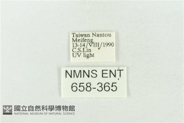 臺灣銀斑異波紋蛾藏品圖，第3張