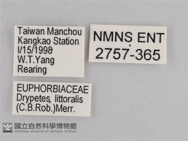 雲紋尖粉蝶藏品圖，第3張