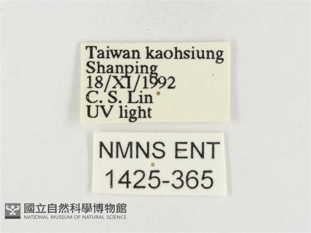 榕透翅毒蛾藏品圖，第3張