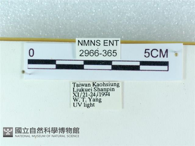 粉蝶燈蛾藏品圖，第3張