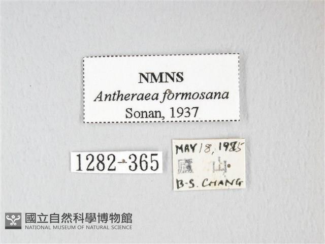 紅目天蠶蛾藏品圖，第3張