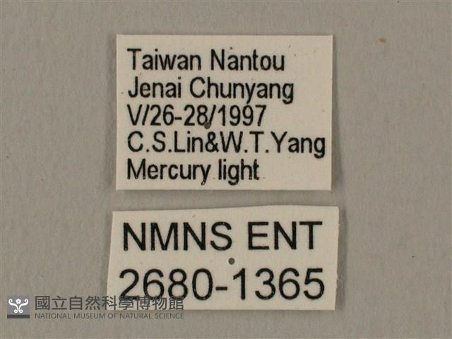 斜線天蛾藏品圖，第3張