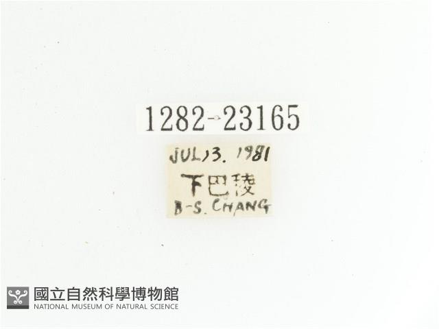 黃斑陷紋金龜藏品圖，第2張