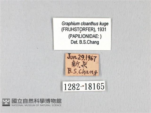 寬帶青鳳蝶藏品圖，第3張