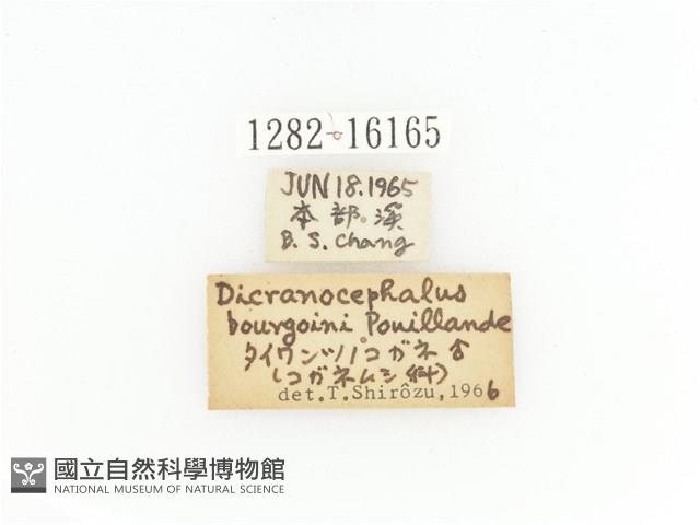 臺灣角金龜藏品圖，第2張