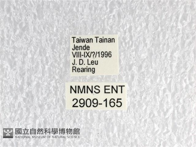 花鳳蝶、無尾鳳蝶藏品圖，第3張