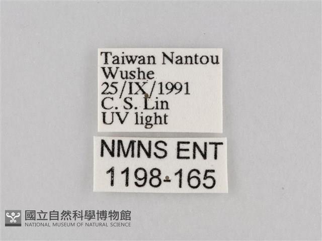 斜紋夜盜蛾藏品圖，第3張