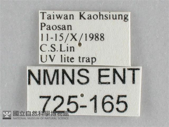 橙擬燈蛾藏品圖，第3張