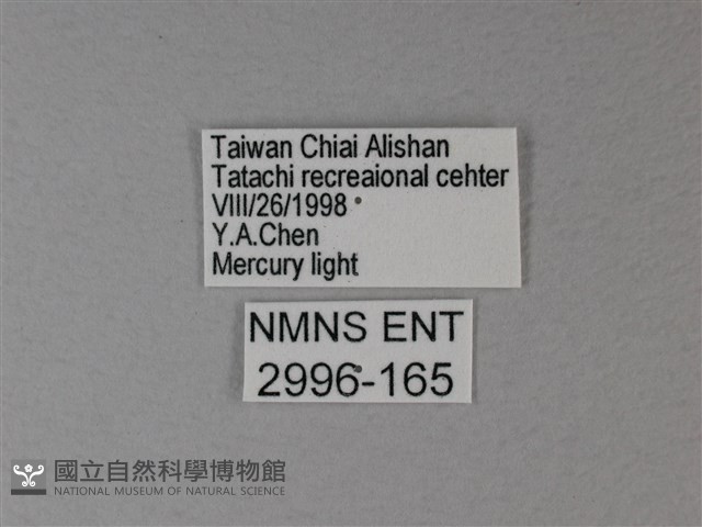 苧麻細蝶藏品圖，第3張