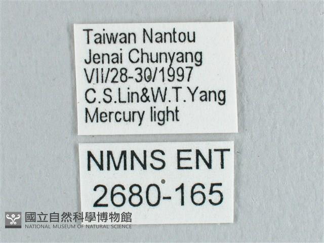 接骨木帶鉤蛾藏品圖，第3張