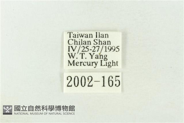 棍棒污燈蛾藏品圖，第3張