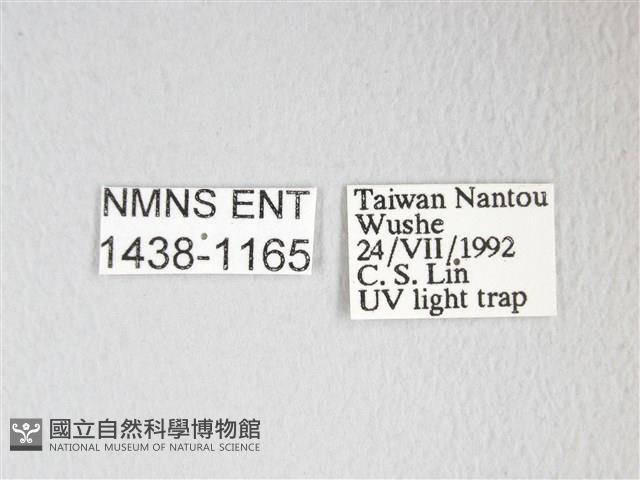 圓翅大鉤蛾藏品圖，第3張