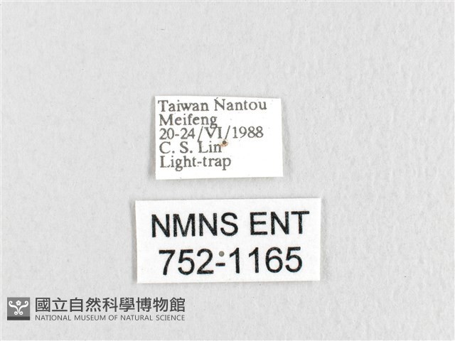 臺灣鋸紋枯葉蛾藏品圖，第3張
