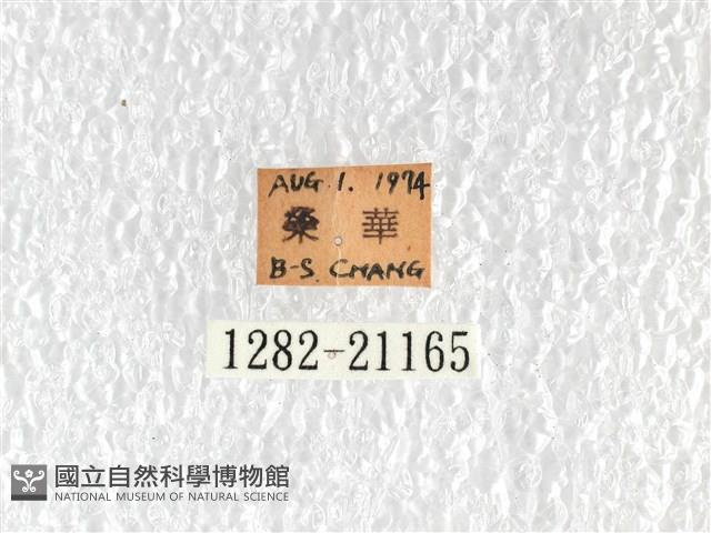 橙翅傘弄蝶藏品圖，第3張