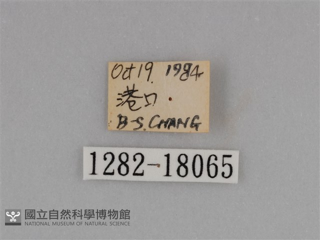 亮色黃蝶藏品圖，第3張