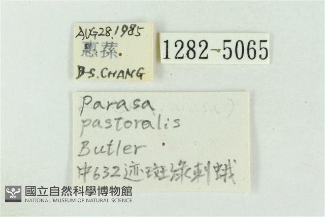 基黃綠刺蛾藏品圖，第3張