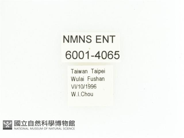 艷金龜藏品圖，第2張