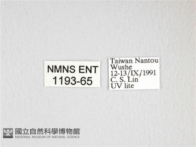 大透目天蠶蛾藏品圖，第3張