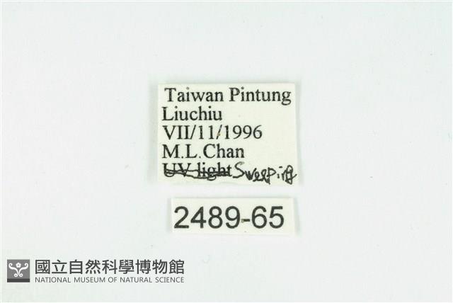 高雄綺灰蝶藏品圖，第3張