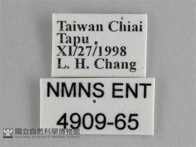 纖粉蝶、黑點粉蝶藏品圖，第3張