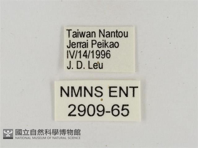 淡褐脈粉蝶藏品圖，第3張