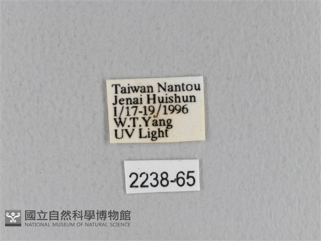 青枯葉蛾藏品圖，第3張