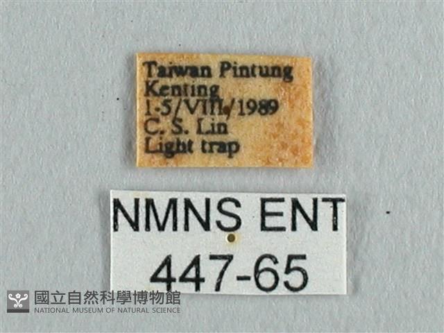 長尾水青蛾藏品圖，第3張